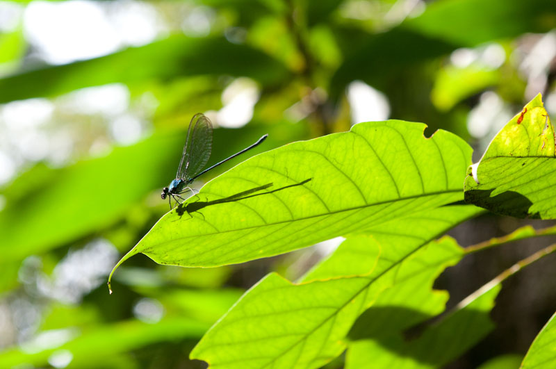 malaysia_2011_MAL_9701